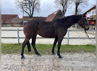 Oldenburg-International (OS), Mare, 6 years, 16.1 hh, Brown