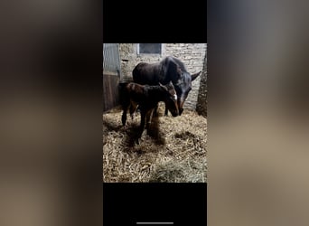 Oldenburg-International (OS), Mare, 6 years, 16.1 hh, Brown