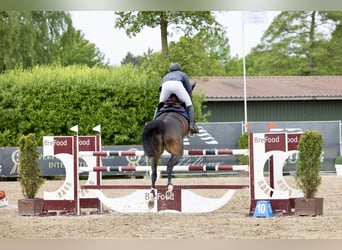 Oldenburg-International (OS), Mare, 6 years, 16.1 hh, Brown