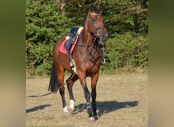 Oldenburg-International (OS), Mare, 6 years, 16.1 hh, Brown