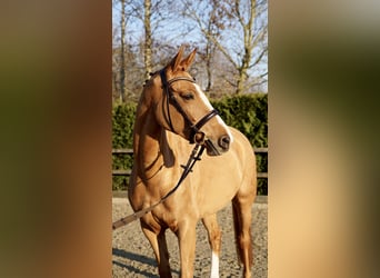 Oldenburg-International (OS), Mare, 6 years, 16.1 hh, Chestnut-Red