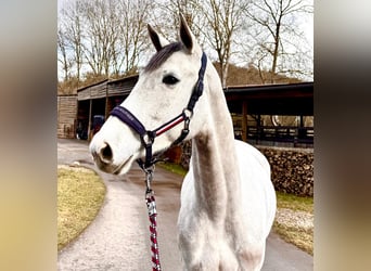 Oldenburg-International (OS), Mare, 6 years, 16.1 hh, Grey-Dapple
