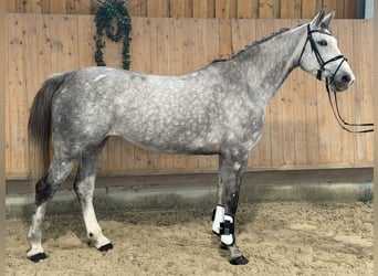 Oldenburg-International (OS), Mare, 6 years, 16.1 hh, Grey-Dapple