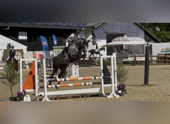 Oldenburg-International (OS), Mare, 6 years, 16.1 hh, Grey