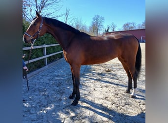 Oldenburg-International (OS), Mare, 6 years, 16.2 hh, Brown