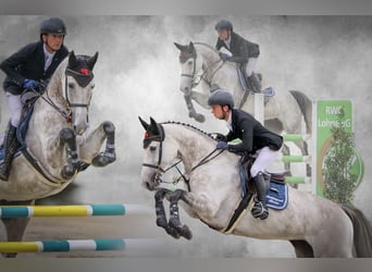 Oldenburg-International (OS), Mare, 6 years, 16.2 hh, Grey Oldenburg-International (OS), Mare, 6 years, 16.2 hh, Grey