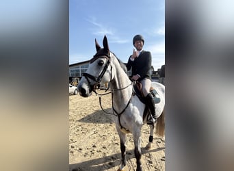Oldenburg-International (OS), Mare, 6 years, 16.2 hh, Grey