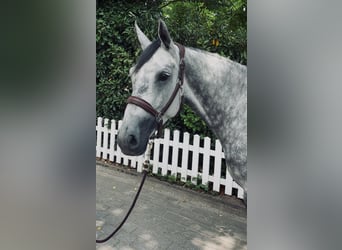 Oldenburg-International (OS), Mare, 6 years, 16.2 hh