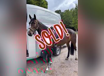 Oldenburg-International (OS), Mare, 6 years, 16 hh, Bay-Dark