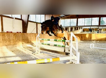 Oldenburg-International (OS), Mare, 6 years, 16 hh, Bay-Dark