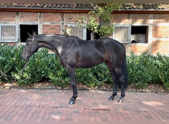 Oldenburg-International (OS), Mare, 6 years, 16 hh, Bay-Dark