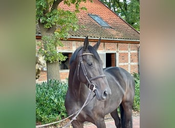 Oldenburg-International (OS), Mare, 6 years, 16 hh, Bay-Dark