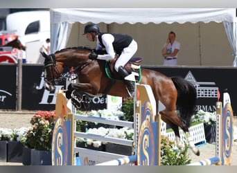 Oldenburg-International (OS), Mare, 6 years, 16 hh, Brown