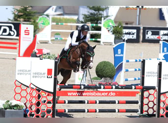 Oldenburg-International (OS), Mare, 6 years, 16 hh, Brown