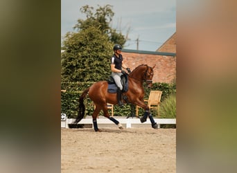 Oldenburg-International (OS), Mare, 6 years, 16 hh, Chestnut