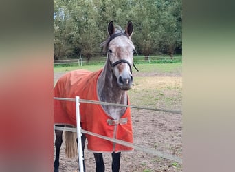 Oldenburg-International (OS), Mare, 6 years, 16 hh, Grey