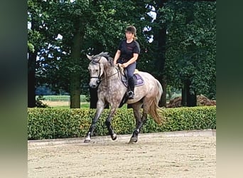Oldenburg-International (OS), Mare, 6 years, 16 hh, Grey