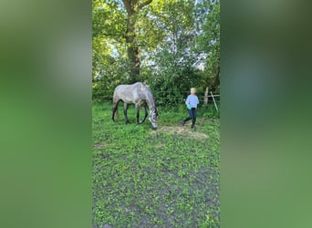 Oldenburg-International (OS), Mare, 6 years, 16 hh, Grey