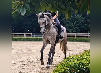 Oldenburg-International (OS), Mare, 6 years, 16 hh, Grey