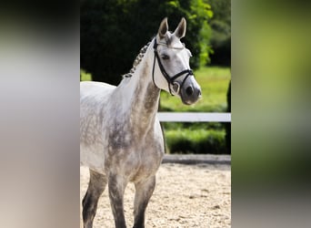 Oldenburg-International (OS), Mare, 6 years, 16 hh, Grey