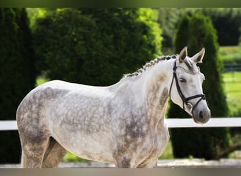 Oldenburg-International (OS), Mare, 6 years, 16 hh, Grey