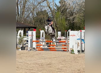Oldenburg-International (OS), Mare, 6 years, 16 hh, Grey