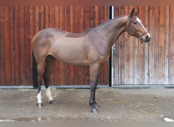 Oldenburg-International (OS), Mare, 6 years, 16,1 hh, Brown