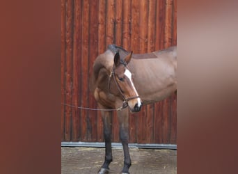 Oldenburg-International (OS), Mare, 6 years, 16,1 hh, Brown