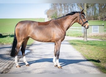 Oldenburg-International (OS), Mare, 6 years, 16,1 hh, Brown
