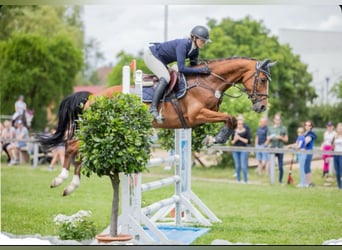 Oldenburg-International (OS), Mare, 6 years, 16,1 hh, Brown