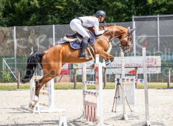 Oldenburg-International (OS), Mare, 6 years, 16,1 hh, Brown