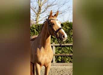 Oldenburg-International (OS), Mare, 6 years, 16,1 hh, Chestnut-Red