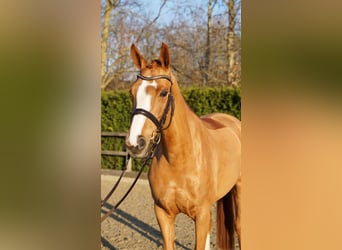 Oldenburg-International (OS), Mare, 6 years, 16,1 hh, Chestnut-Red