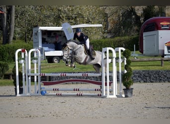 Oldenburg-International (OS), Mare, 6 years, 16,2 hh, Grey