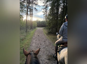 Oldenburg-International (OS), Mare, 6 years, 16,2 hh, Grey