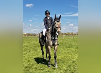 Oldenburg-International (OS), Mare, 6 years, 16,2 hh, Grey