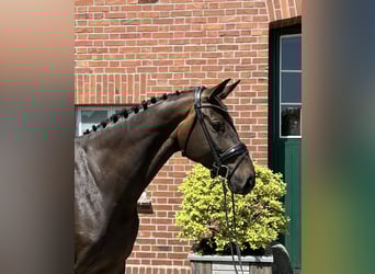 Oldenburg-International (OS), Mare, 6 years, 16,2 hh, Smoky-Black