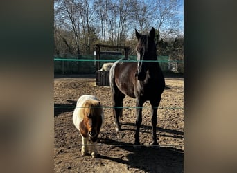 Oldenburg-International (OS), Mare, 6 years, 16,3 hh, Black