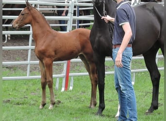 Oldenburg-International (OS), Mare, 6 years, Brown