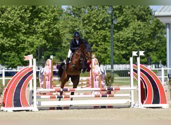 Oldenburg-International (OS), Mare, 6 years, Brown
