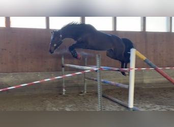 Oldenburg-International (OS), Mare, 7 years, 16.2 hh, Brown