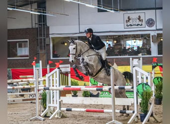 Oldenburg-International (OS), Mare, 7 years, 16.2 hh, Grey