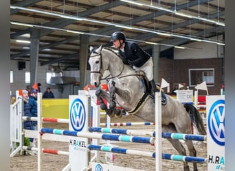 Oldenburg-International (OS), Mare, 7 years, 16.2 hh, Grey