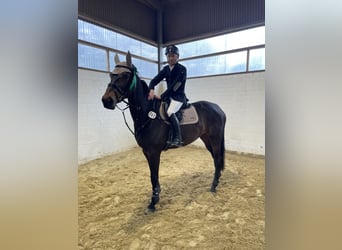 Oldenburg-International (OS), Mare, 7 years, 16.3 hh, Bay-Dark