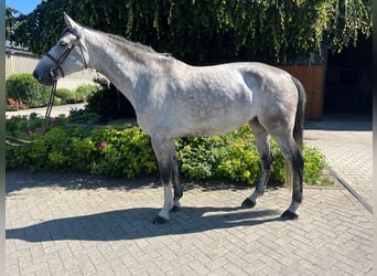 Oldenburg-International (OS), Mare, 7 years, 16.3 hh, Grey