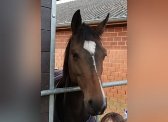 Oldenburg-International (OS), Mare, 7 years, 16 hh, Brown