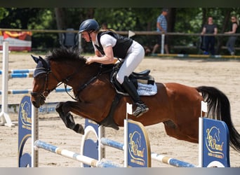 Oldenburg-International (OS), Mare, 7 years, 16,1 hh, Brown