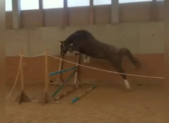 Oldenburg-International (OS), Mare, 7 years, 16,1 hh, Chestnut-Red