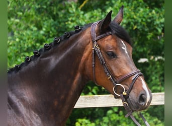 Oldenburg-International (OS), Mare, 7 years, 16,1 hh, Smoky-Black
