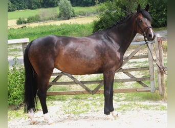 Oldenburg-International (OS), Mare, 7 years, 16,1 hh, Smoky-Black